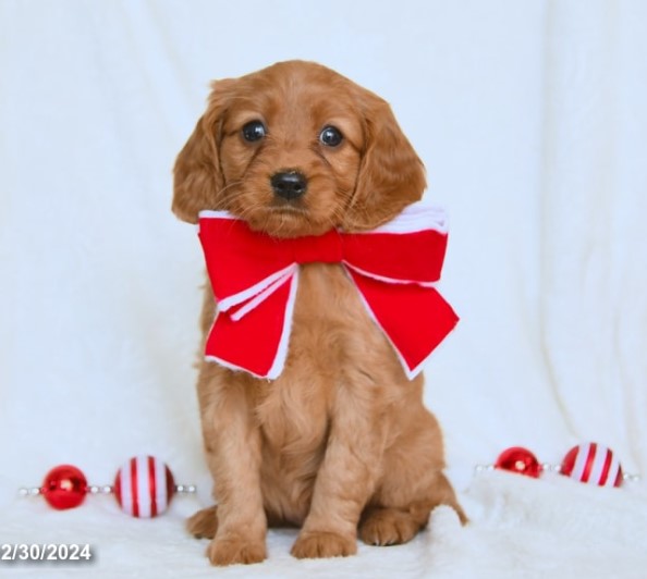 puppy, for, sale, Miniature Golden Retriever, Lester S Stoltzfus, dog, breeder, Narvon, PA, dog-breeder, puppy-for-sale, forsale, nearby, find, puppyfind, locator, puppylocator, aca