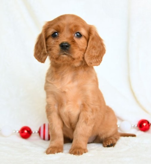 puppy, for, sale, Miniature Golden Retriever, Lester S Stoltzfus, dog, breeder, Narvon, PA, dog-breeder, puppy-for-sale, forsale, nearby, find, puppyfind, locator, puppylocator, aca