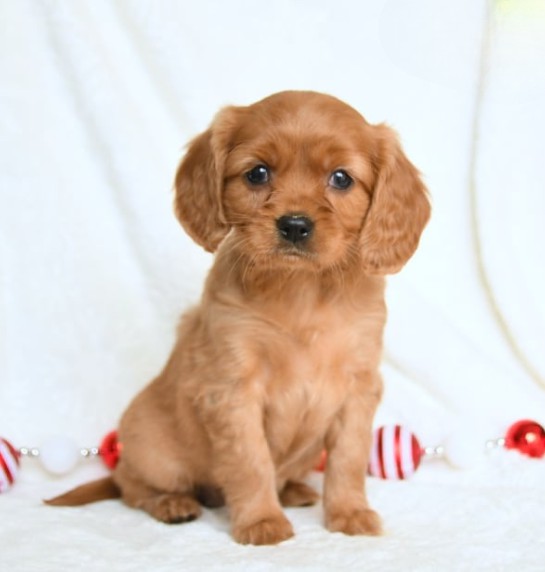 puppy, for, sale, Miniature Golden Retriever, Lester S Stoltzfus, dog, breeder, Narvon, PA, dog-breeder, puppy-for-sale, forsale, nearby, find, puppyfind, locator, puppylocator, aca